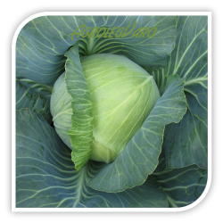 Seminte de varza TRISTAR F1