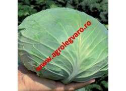 Seminte de varza Tamarindo F1