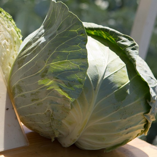 Seminte de varza TROPICANA F1