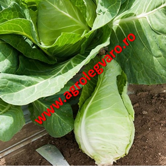 Seminte de varza conica Murdoc F1