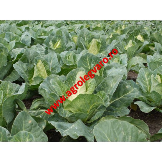 Seminte de varza conica Murdoc F1