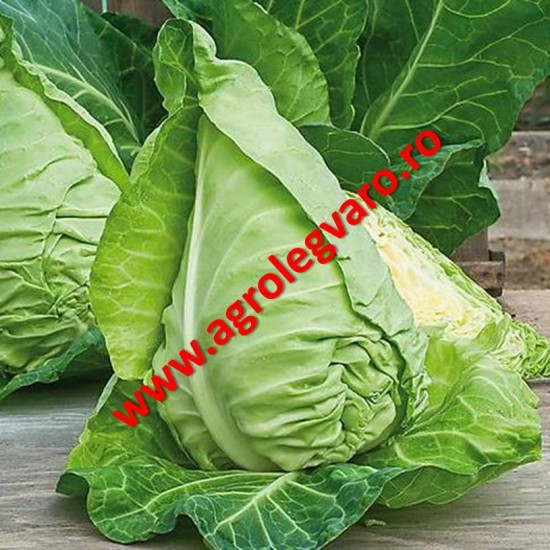 Seminte de varza conica Murdoc F1