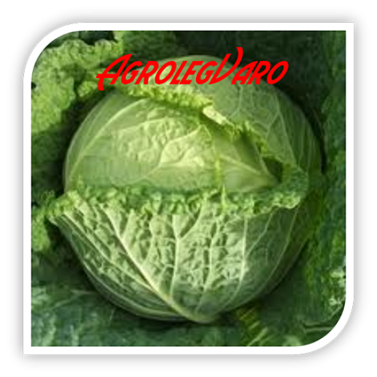 Seminte de varza creata CONVOY F1