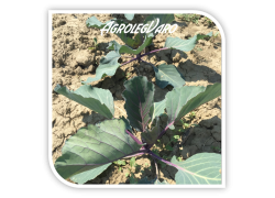 Seminte de varza rosie Merlot F1