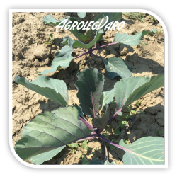 Seminte de varza rosie Merlot F1