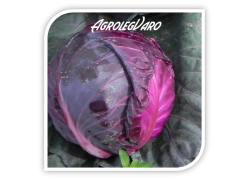 Seminte de varza rosie Merlot F1