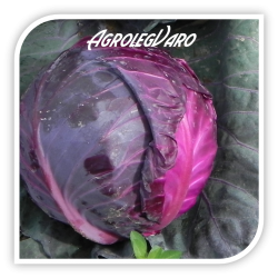 Seminte de varza rosie Merlot F1