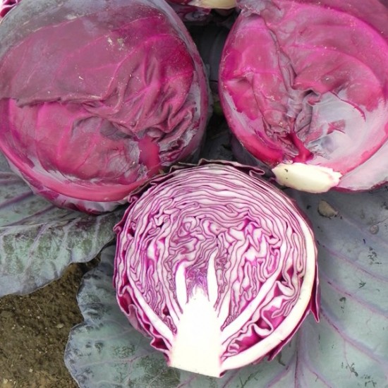 Seminte de varza rosie RED DYNASTY F1