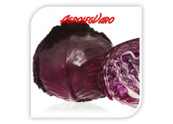 Seminte de varza rosie RED JEWEL F1