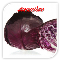 Seminte de varza rosie RED JEWEL F1