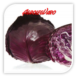 Seminte de varza rosie RED JEWEL F1