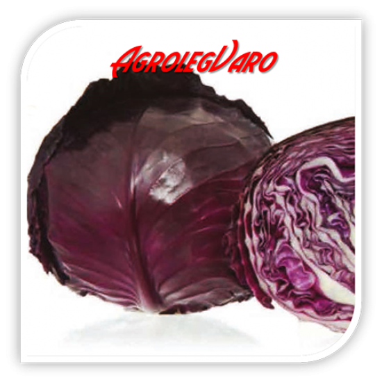 Seminte de varza rosie RED JEWEL F1