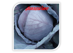Seminte de varza rosie RED PEARL F1