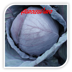 Seminte de varza rosie RED PEARL F1