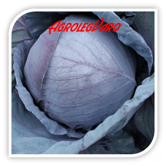 Seminte de varza rosie RED PEARL F1