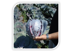 Seminte de varza rosie REMALA F1