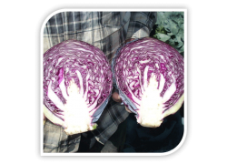 Seminte de varza rosie REMALA F1