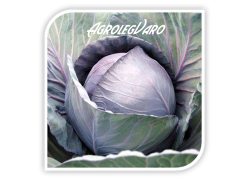 Seminte de varza rosie ROMANOV F1