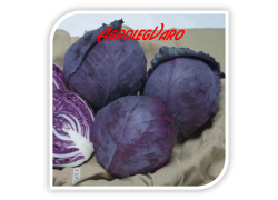 Seminte de varza rosie RUBY PERFECTION F1