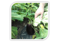 Seminte de vinete AMARA F1