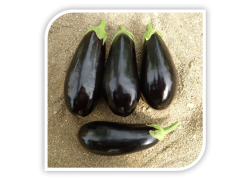 Seminte de vinete AMARA F1