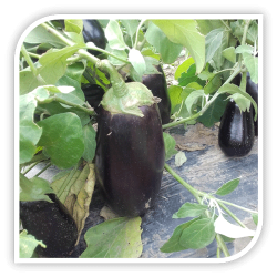 Seminte de vinete AX 0208 F1