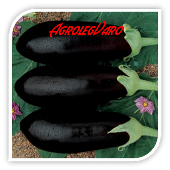 Seminte de vinete BARCELONA F1