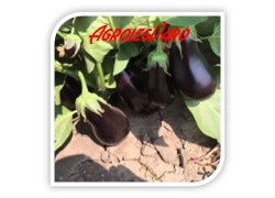 Seminte de vinete BELEN F1