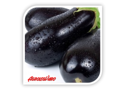 Seminte de vinete CLASSIC F1