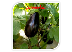 Seminte de vinete CORVUS