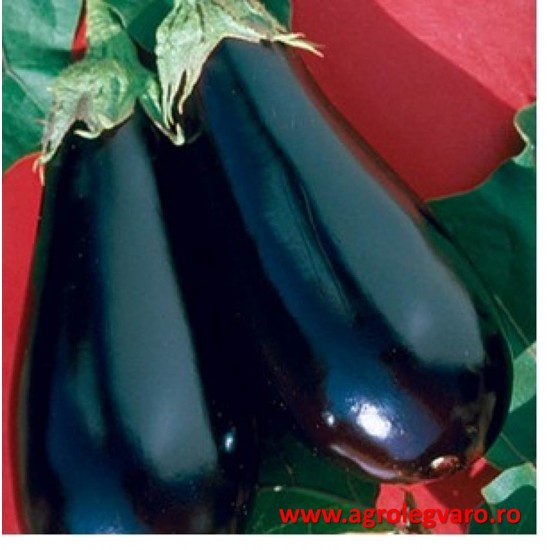 Seminte de vinete EPIC F1