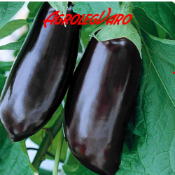 Seminte de vinete Halflange Violet