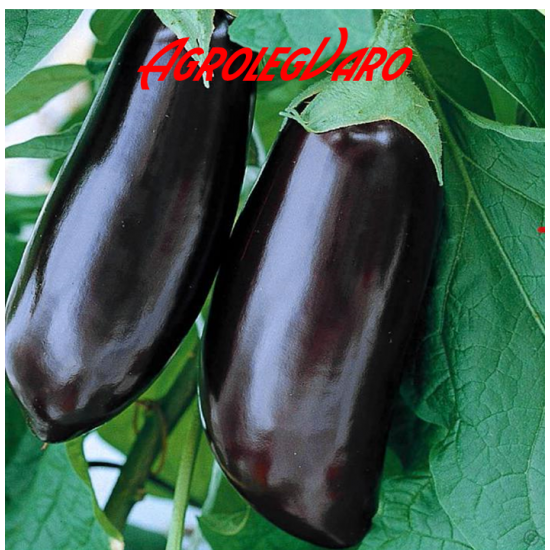 Seminte de vinete Halflange Violet