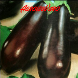 Seminte de vinete Long Purple