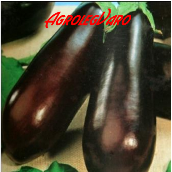 Seminte de vinete Long Purple