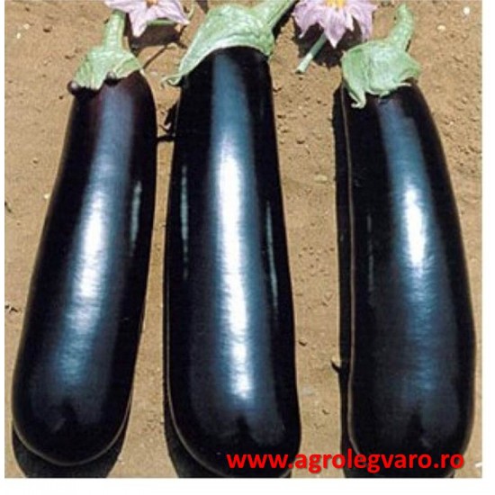 Seminte de vinete MIRABELLE F1