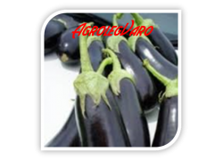 Seminte de vinete ONYX F1