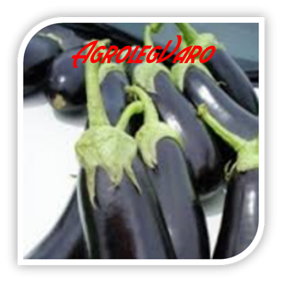 Seminte de vinete ONYX F1