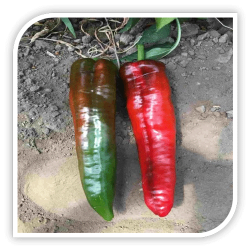 Ardei capia TROFEO F1