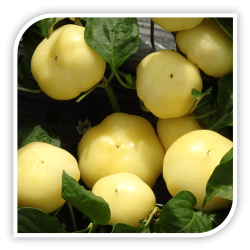 Seminte de ardei iute tip mar ZOLTA F1