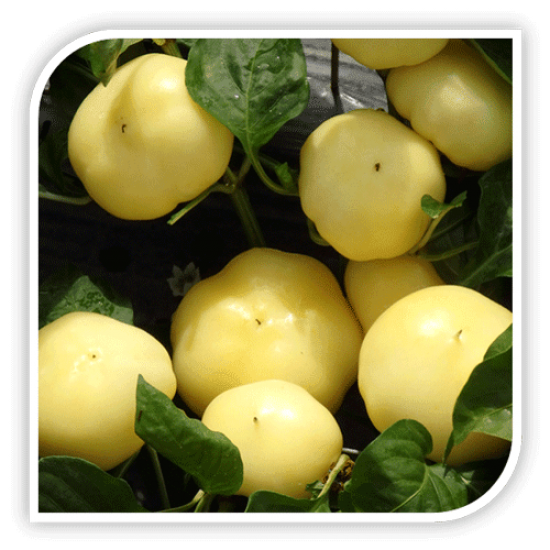 Seminte de ardei iute tip mar ZOLTA F1