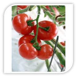Seminte de tomate ADMIRO F1
