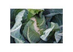 Seminte de conopida ALCALA F1