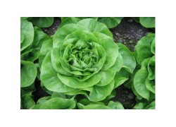 Seminte de salata ALETTA NS