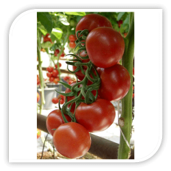 Seminte de tomate ALFRED F1