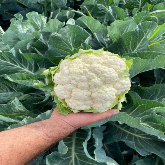 Seminte de conopida ARIENZO F1