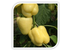 Seminte de ardei gras ASGARD F1