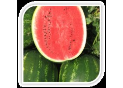 Pepene verde AVALLON F1