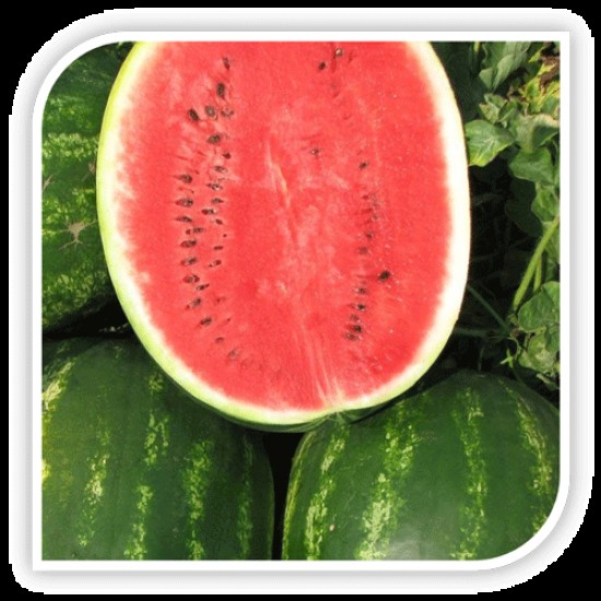 Pepene verde AVALLON F1