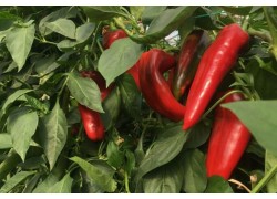 Seminte de ardei capia BALCANICA